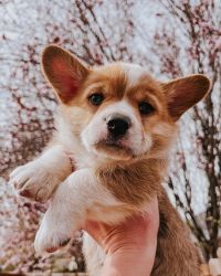 Pembroke Welsh Corgi Puppies available for new homes