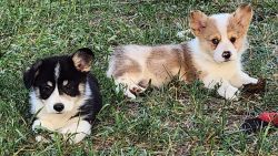 Gorgeous Fully Health Screened American Corgis Puppies