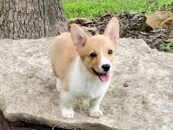Pembroke Welsh Corgi puppy looking for a new home