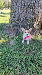 Full blooded, no papers, PembrokeWelsh Corgi puppies.