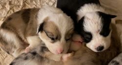Pembroke Corgi Puppies