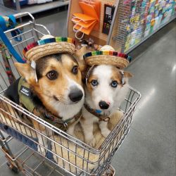 Corgi Pups for Sale