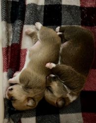 ADORABLE Pembroke Welsh Corgi Puppies