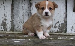 Pembroke Wesh Corgi Puppies For Sale