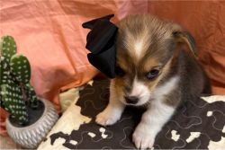 Awesome Pembroke Welsh Corgi Puppies Awaiting a New Home