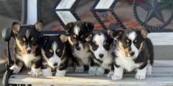 Corgis Puppies available