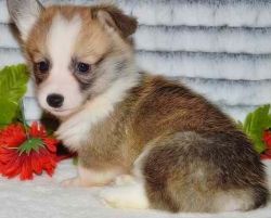 Pembroke Welsh Corgi Puppies For Sale
