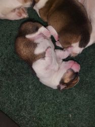 Corgi puppies for rehoming