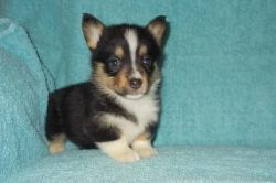 Sweet Corgi puppies looking for a new home.