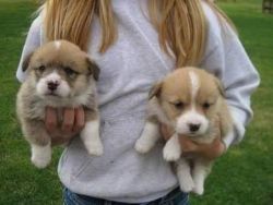 Sweet Pembroke Welsh Corgi Puppies -