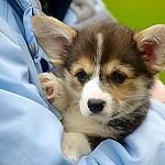 Charming Corgis puppies available