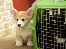 agreeable Corgi puppies available