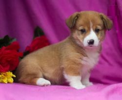 Beautiful, lovable, and affectionate WELSH CORGI (PEMBROKE) PUPPY FOR