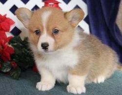 Pembroke Welsh Corgi puppies available for sale $400