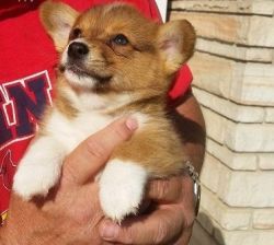 Pre-booked!!! Pembroke Welsh Corgi puppies looking for exceptional hom