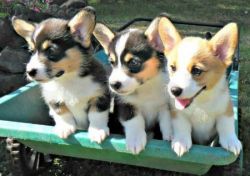 Quality Pembroke Welsh Corgi Puppies Available
