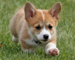 wonderful pembrokewelsh corgi puppy for adoption