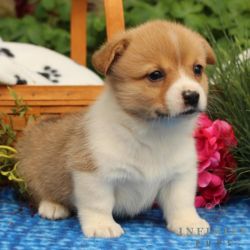 pembroke welsh corgi's ready to go (males and females)