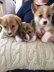 Three Pembrokeshire Corgi Puppies For Sale