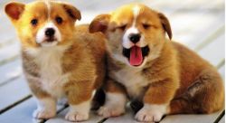 Both Akc Reg Pembroke Welsh Corgi Puppies