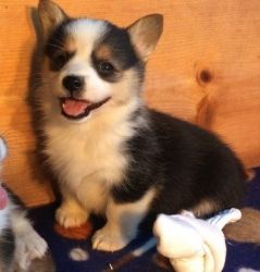 Very Attractive male and female Corgi puppies for adoption