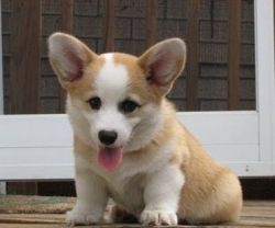 Exemplary M/F Pembroke Welsh Corg puppies ready now for any good home.