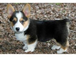 Male and female Pembroke welsh corgi Puppies For Adoption,