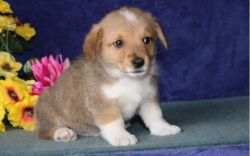 Well Trained Pembroke Welsh Corgi Puppies available now