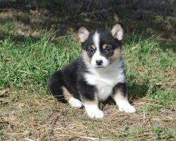 Pembroke Welsh Corgi Puppies looking for new home.