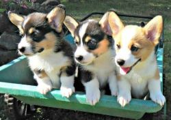 Super Pembroke Welsh Corgi Puppies available