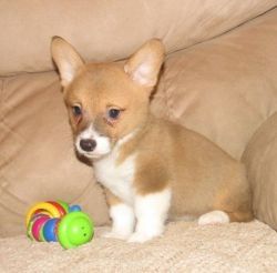 Awesome M/F Pembroke Welsh Corgi Puppies available