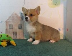 Awesome male and female Pembroke Welsh Corgi Puppies