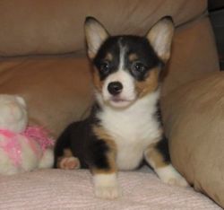 Adorable and Great Pembroke Welsh Corgi Puppies available