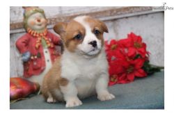 Registered Pembroke Welsh Corgi puppies for adoption