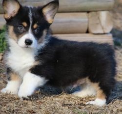 Looking For 5 Homes For 5 Pembroke Welsh Corgi Puppies