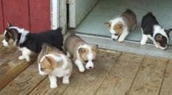 Adorable and affordable welsh corgi puppies for sale
