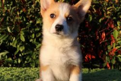 Welsh Corgi Puppy is Ready Now.