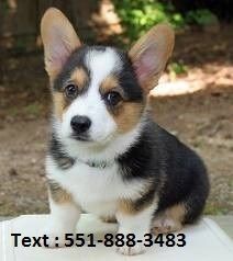 Corgi Welsh Puppies Available