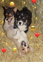 Affectionate Corgi Puppies Available For Sale
