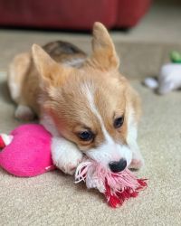 Lovely Pembroke Welsh Corgi puppies now available
