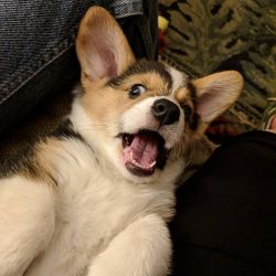 Lil Pembroke Welsh Corgi Puppies now ready for their forever home