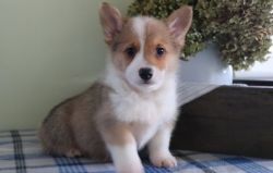 MKL Available Male and female Pembroke Welsh Corgi Puppies