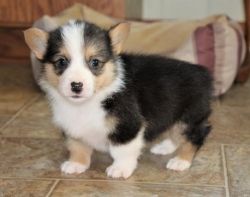 HSUD Available Male and female Pembroke Welsh Corgi Puppies