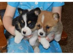 corgi puppies for sale
