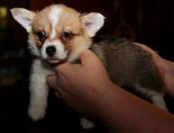 Pembroke Welsh Corgi Puppies For Sale.415x758xx0471