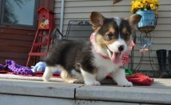 Two Pembroke Welsh Corgis Puppies Needs a New Family