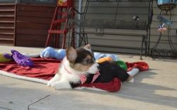 Nice and Healthy Pembroke Welsh Corgi Puppies Available
