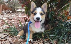 Astonished AKC Puppies of Pembroke Welsh Corgi Available