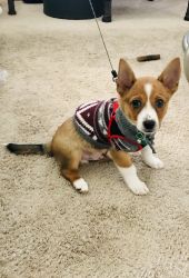 Welsh corgi toy terrier jack Russell mix