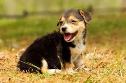 Well Home Trained Kc Welsh Corgi Puppies
